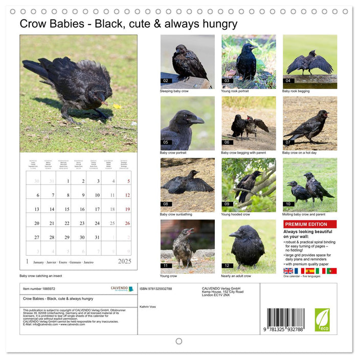 Crow Babies - Black, cute & always hungry (CALVENDO Monthly Calendar 2025)