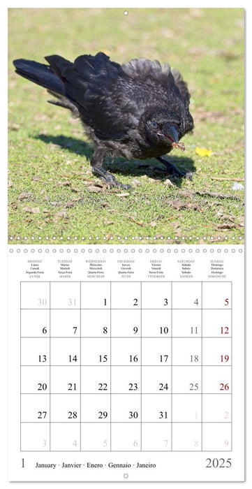 Crow Babies - Black, cute & always hungry (CALVENDO Monthly Calendar 2025)