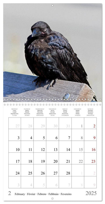 Crow Babies - Black, cute & always hungry (CALVENDO Monthly Calendar 2025)