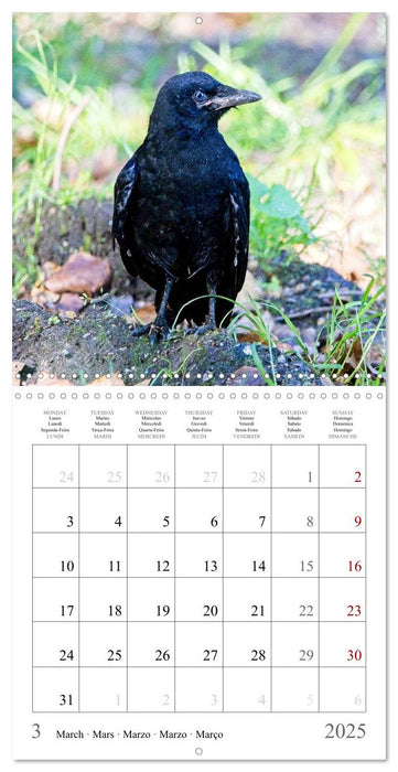 Crow Babies - Black, cute & always hungry (CALVENDO Monthly Calendar 2025)