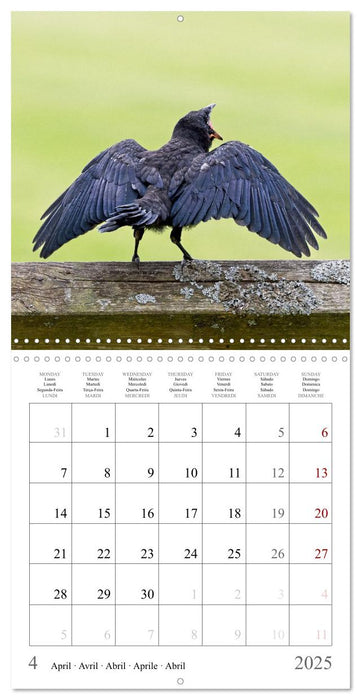 Crow Babies - Black, cute & always hungry (CALVENDO Monthly Calendar 2025)