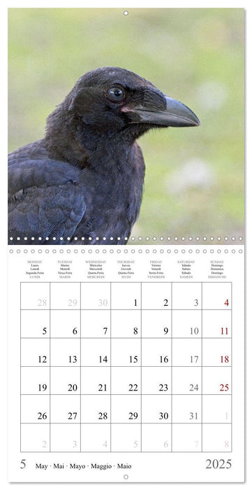 Crow Babies - Black, cute & always hungry (CALVENDO Monthly Calendar 2025)