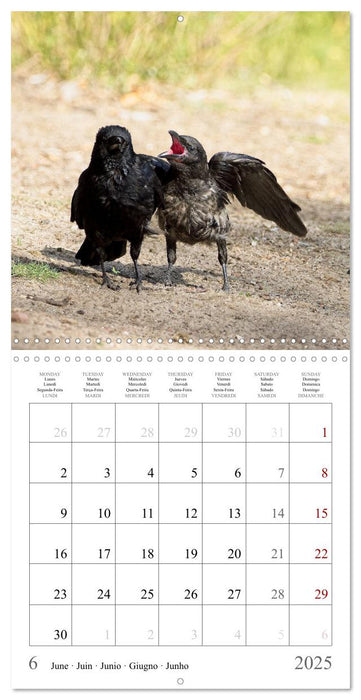 Crow Babies - Black, cute & always hungry (CALVENDO Monthly Calendar 2025)