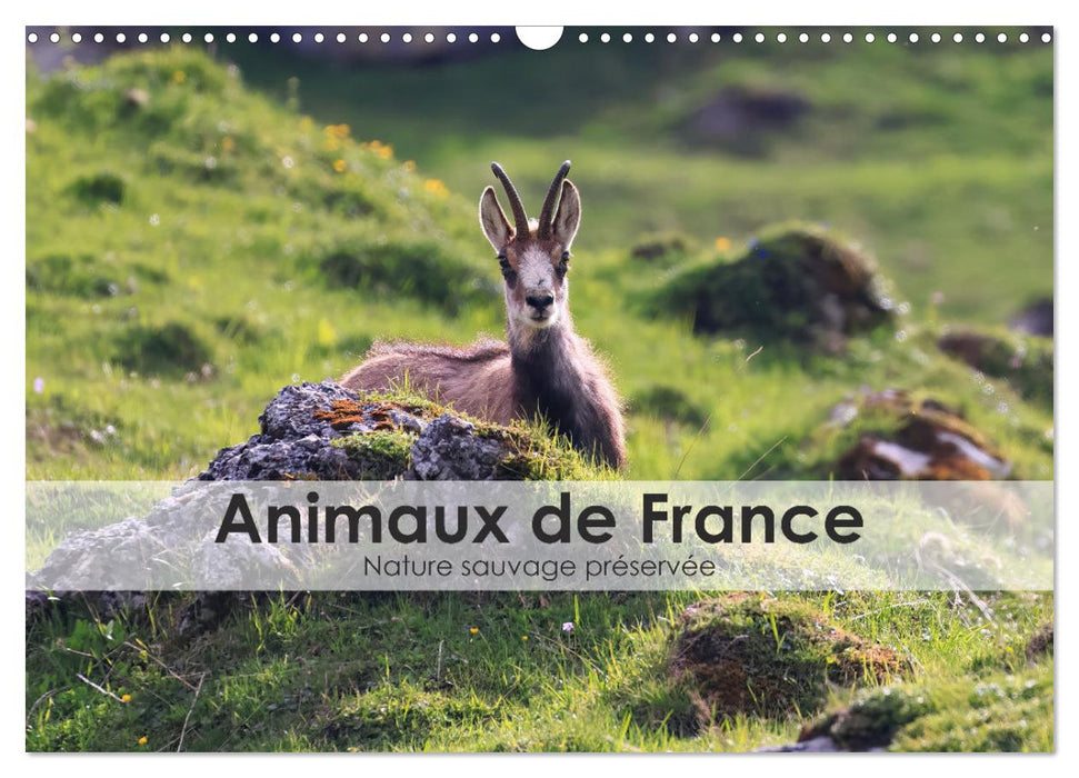 Animaux de France - Nature sauvage préservée (CALVENDO Calendrier mensuel 2025)