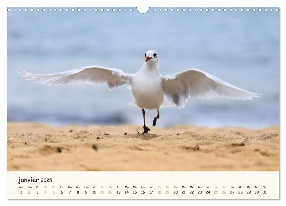 Animaux de France - Nature sauvage préservée (CALVENDO Calendrier mensuel 2025)