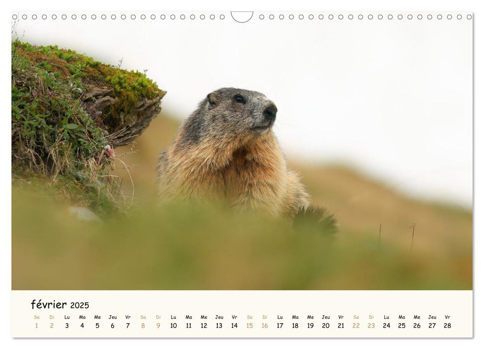 Animaux de France - Nature sauvage préservée (CALVENDO Calendrier mensuel 2025)