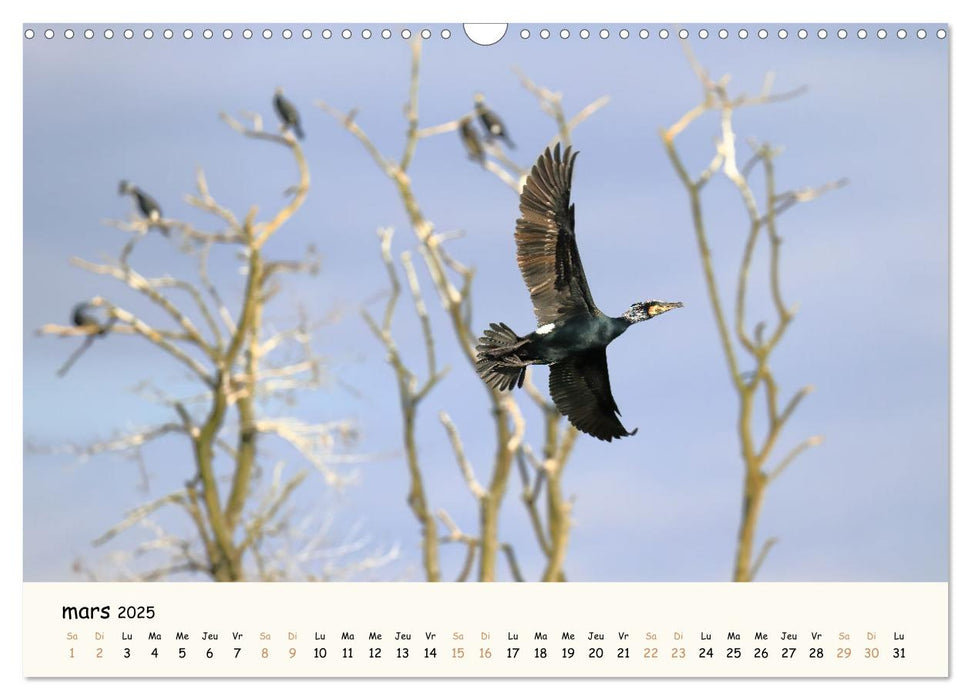 Animaux de France - Nature sauvage préservée (CALVENDO Calendrier mensuel 2025)