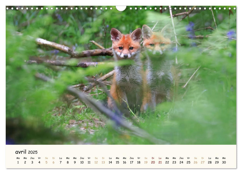 Animaux de France - Nature sauvage préservée (CALVENDO Calendrier mensuel 2025)