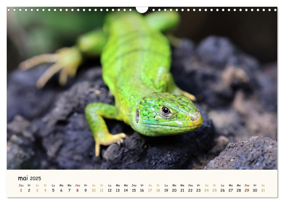 Animaux de France - Nature sauvage préservée (CALVENDO Calendrier mensuel 2025)