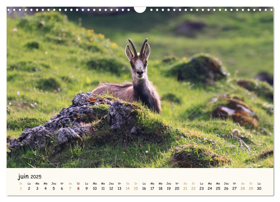 Animaux de France - Nature sauvage préservée (CALVENDO Calendrier mensuel 2025)