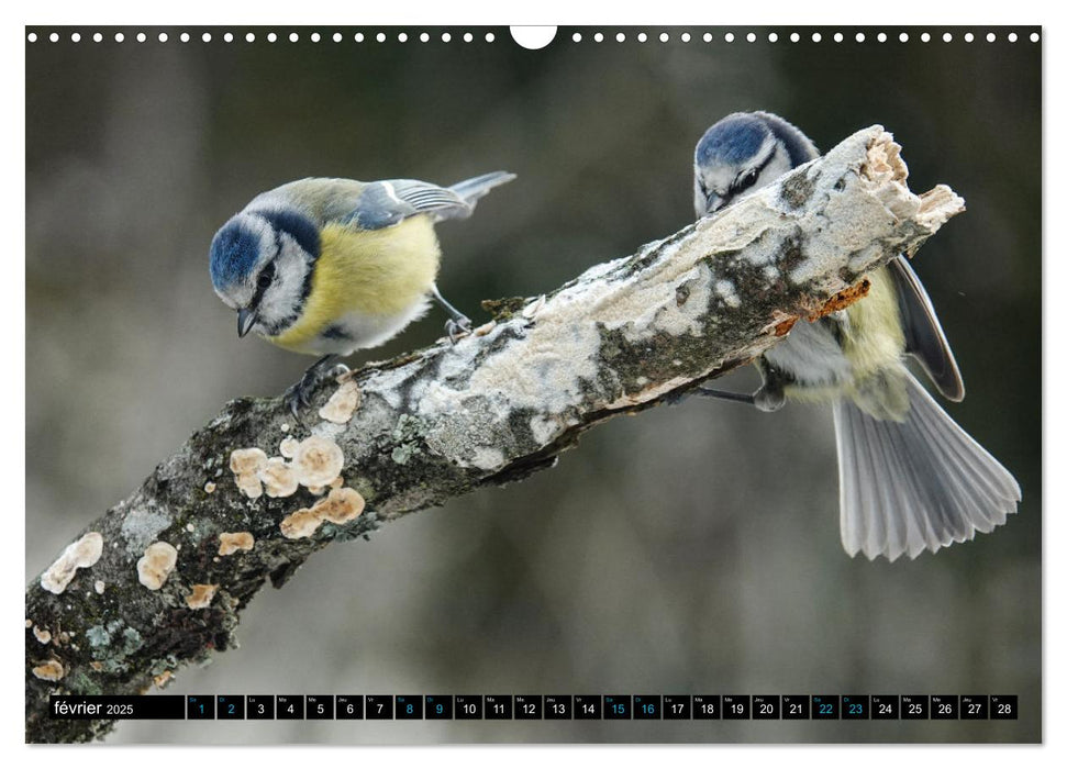 Mes anges bleus en Île-de-France (CALVENDO Calendrier mensuel 2025)