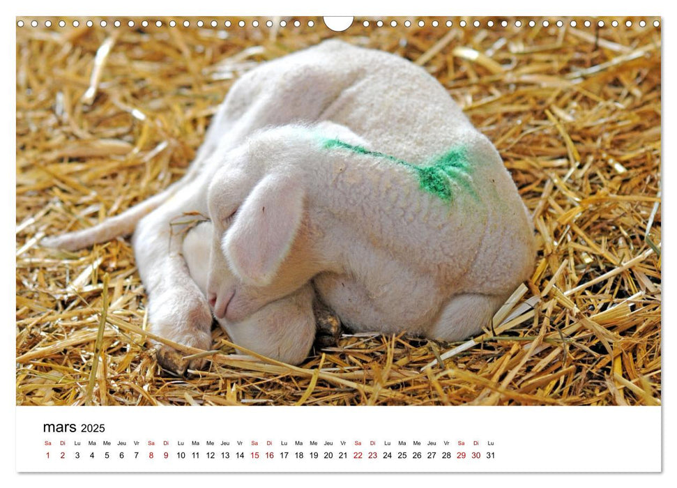 Dessine-moi un mouton (CALVENDO Calendrier mensuel 2025)