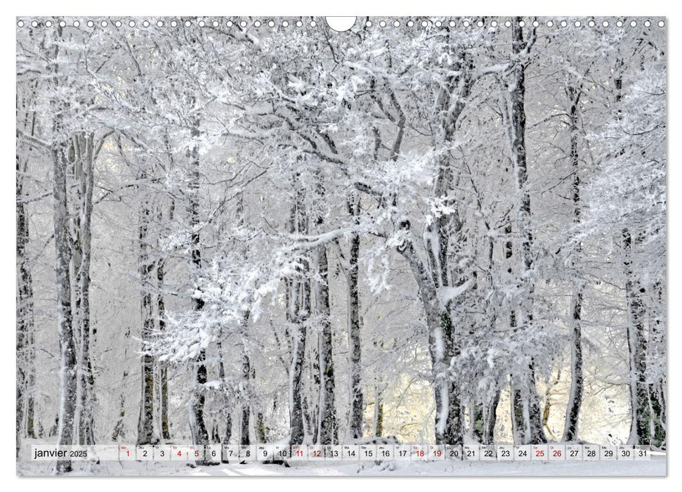 Au cœur de la forêt (CALVENDO Calendrier mensuel 2025)