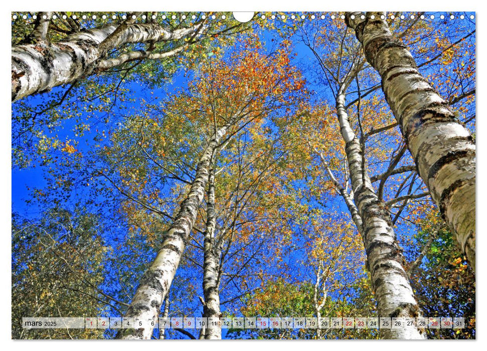 Au cœur de la forêt (CALVENDO Calendrier mensuel 2025)