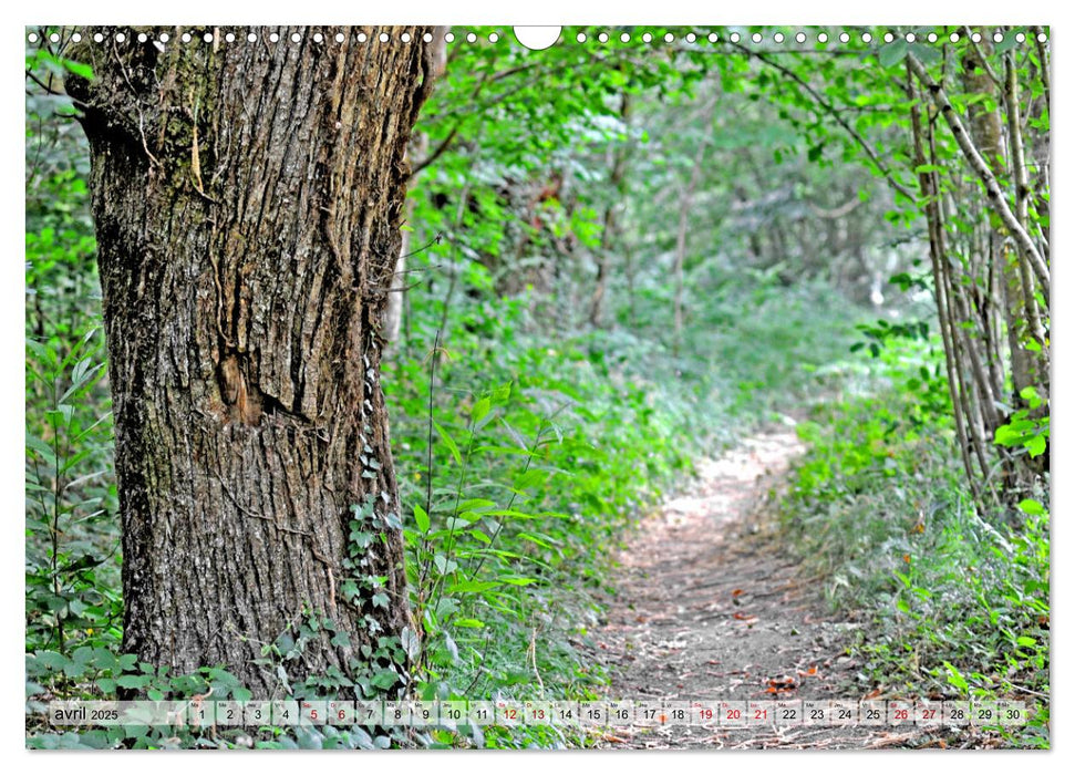 Au cœur de la forêt (CALVENDO Calendrier mensuel 2025)