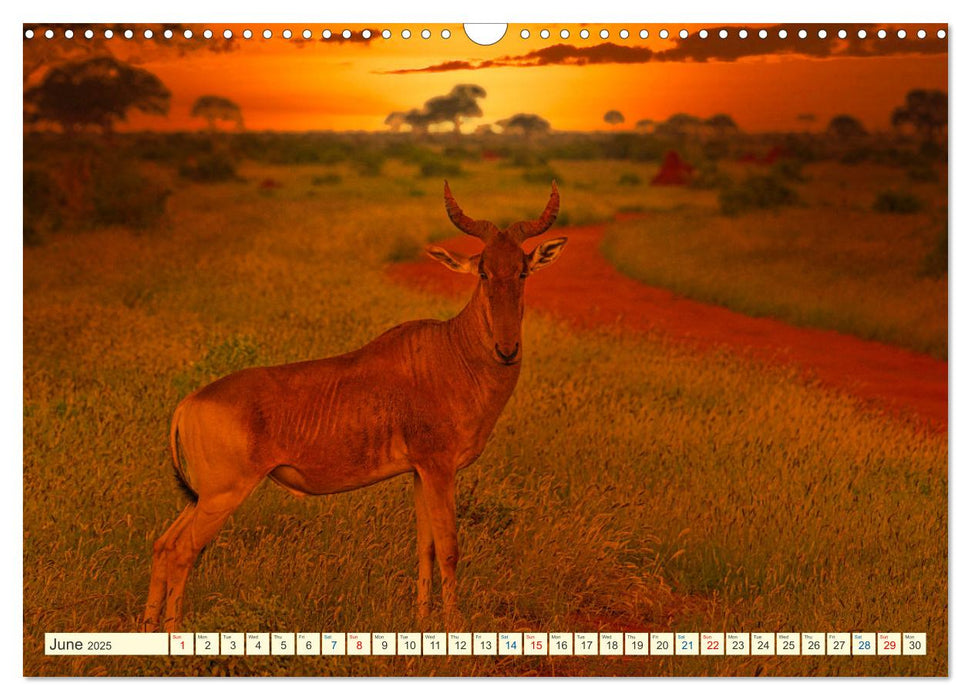 Fantastic Kenya (CALVENDO Monthly Calendar 2025)