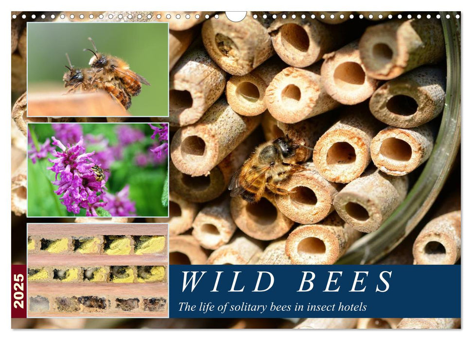 Wild bees - The life of solitary bees in insect hotels (CALVENDO Monthly Calendar 2025)