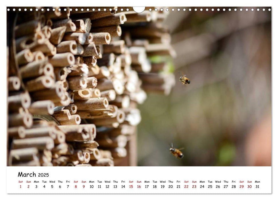 Wild bees - The life of solitary bees in insect hotels (CALVENDO Monthly Calendar 2025)