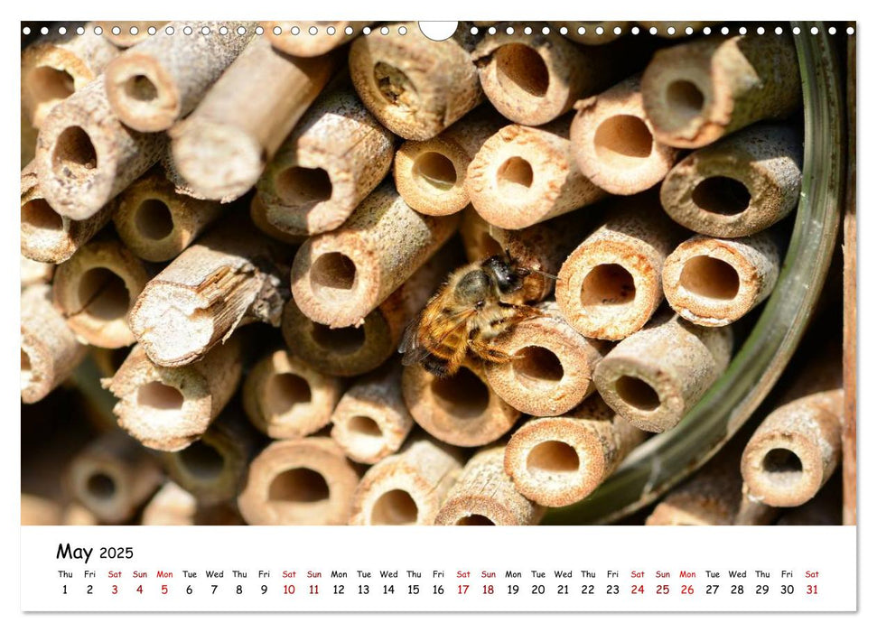 Wild bees - The life of solitary bees in insect hotels (CALVENDO Monthly Calendar 2025)