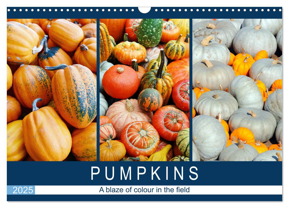 Pumpkins - A blaze of colour in the field (CALVENDO Monthly Calendar 2025)