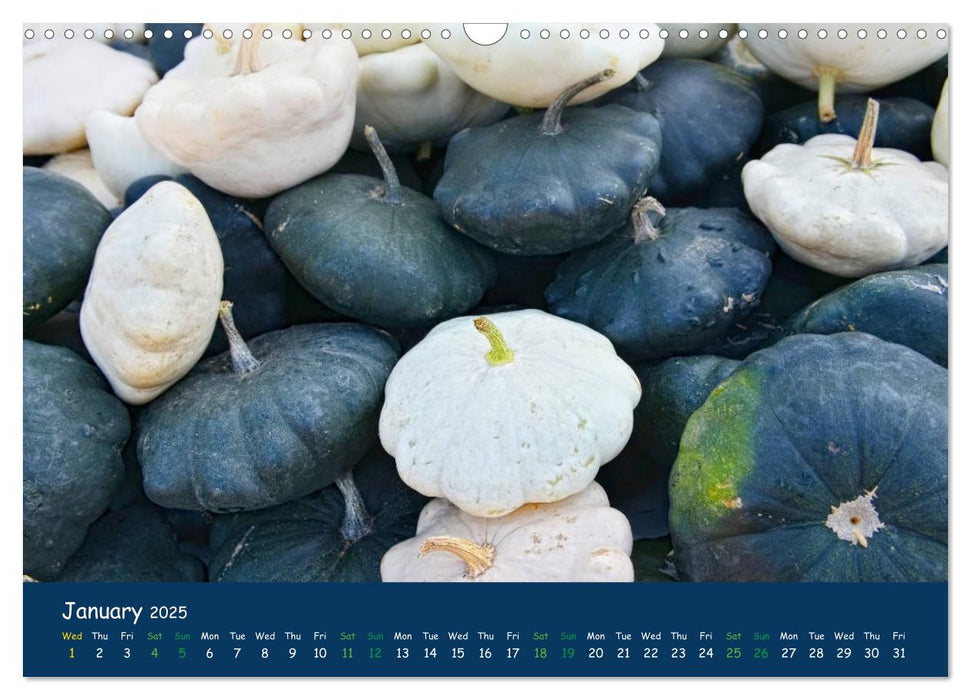 Pumpkins - A blaze of colour in the field (CALVENDO Monthly Calendar 2025)