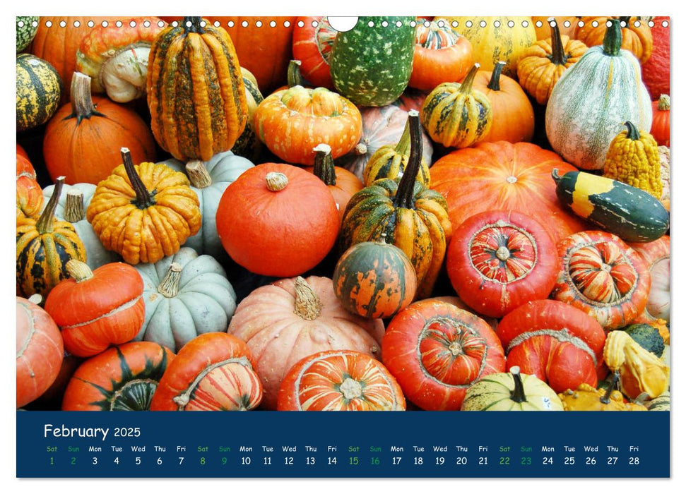 Pumpkins - A blaze of colour in the field (CALVENDO Monthly Calendar 2025)