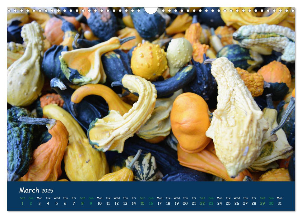 Pumpkins - A blaze of colour in the field (CALVENDO Monthly Calendar 2025)