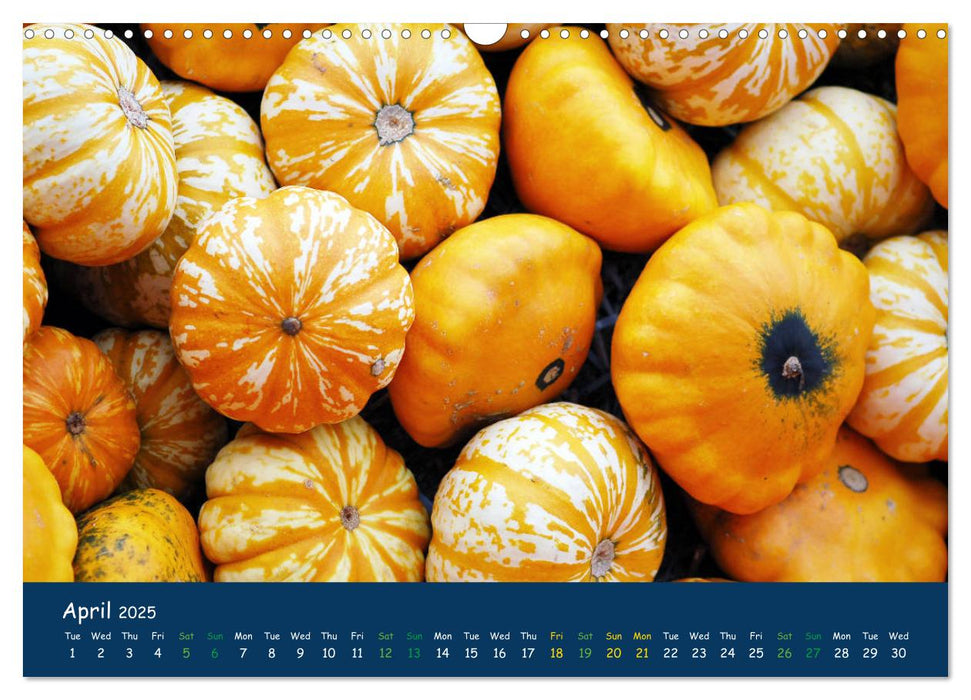 Pumpkins - A blaze of colour in the field (CALVENDO Monthly Calendar 2025)