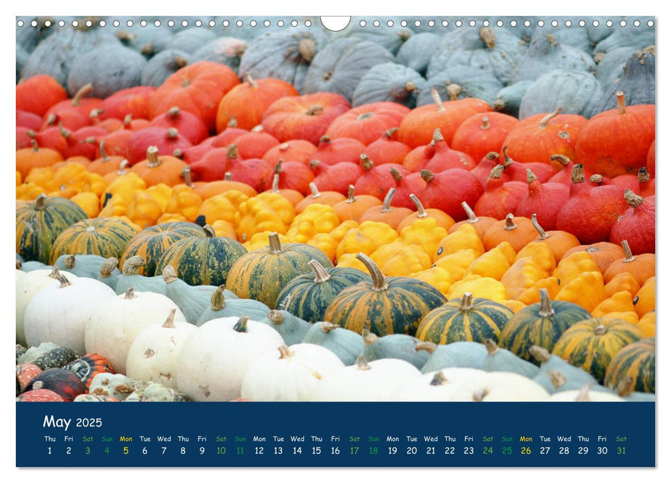 Pumpkins - A blaze of colour in the field (CALVENDO Monthly Calendar 2025)