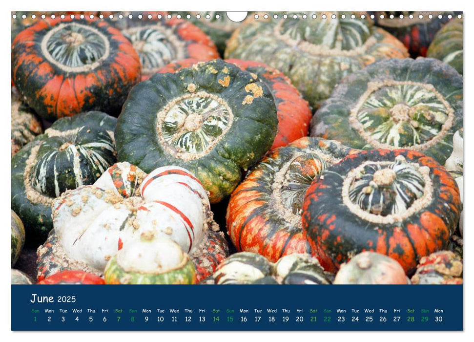 Pumpkins - A blaze of colour in the field (CALVENDO Monthly Calendar 2025)