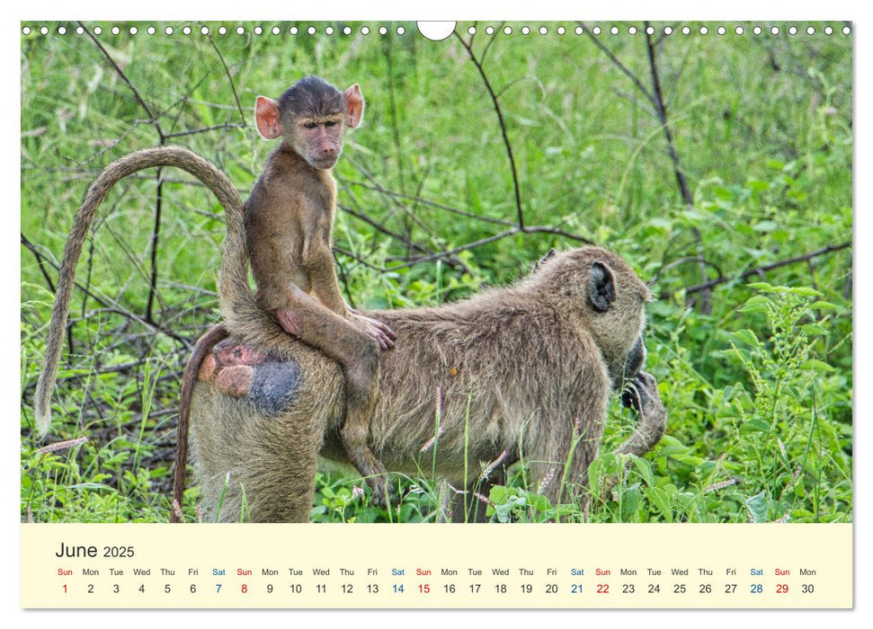 Wonderful Kenya (CALVENDO Monthly Calendar 2025)