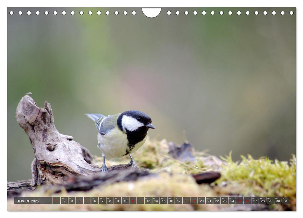 Les charbonnières de votre jardin (CALVENDO Calendrier mensuel 2025)