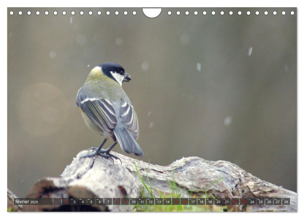 Les charbonnières de votre jardin (CALVENDO Calendrier mensuel 2025)