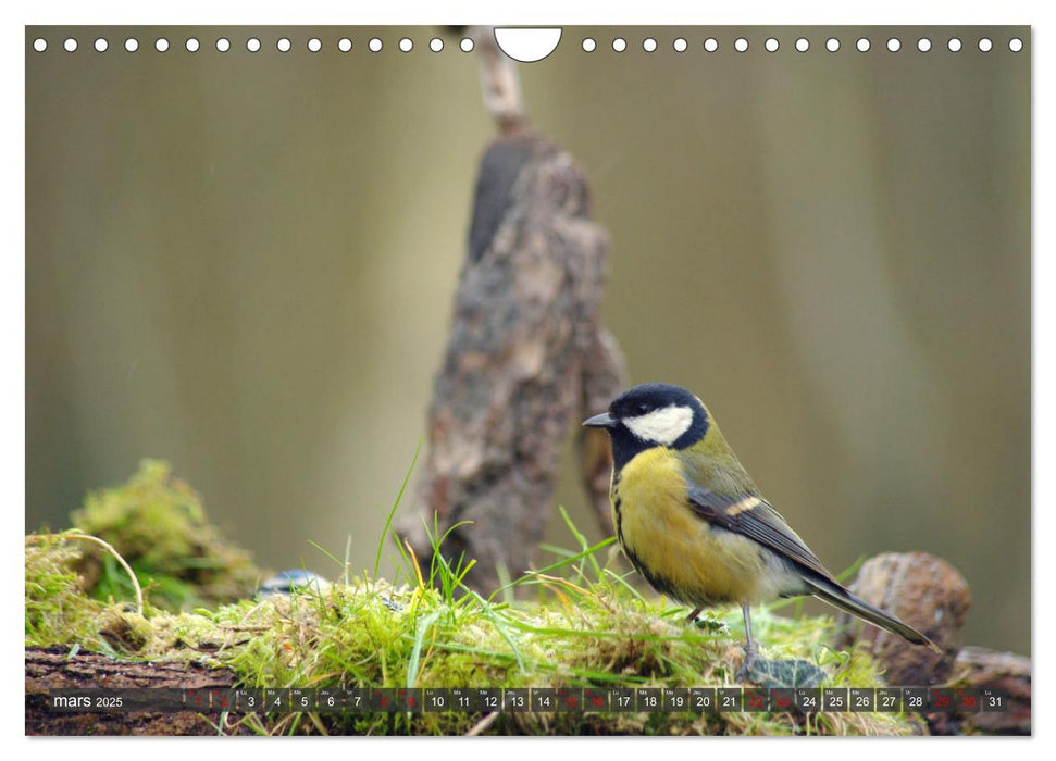 Les charbonnières de votre jardin (CALVENDO Calendrier mensuel 2025)