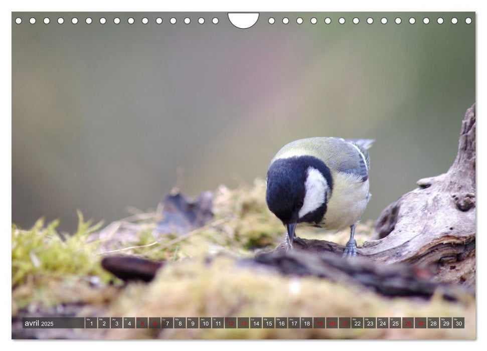 Les charbonnières de votre jardin (CALVENDO Calendrier mensuel 2025)