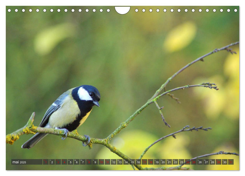 Les charbonnières de votre jardin (CALVENDO Calendrier mensuel 2025)