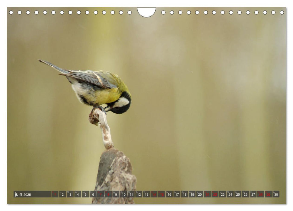 Les charbonnières de votre jardin (CALVENDO Calendrier mensuel 2025)