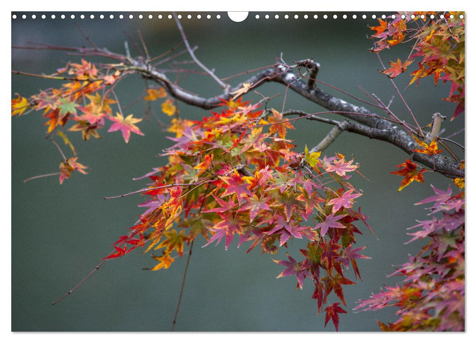 Japanese fall and foliage (CALVENDO Monthly Calendar 2025)