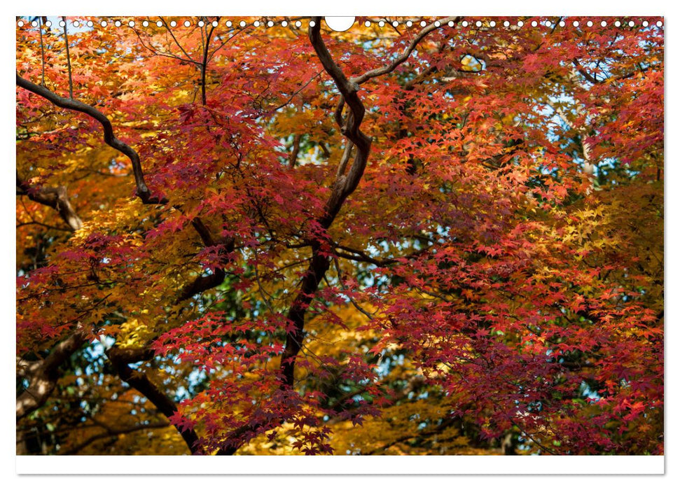 Japanese fall and foliage (CALVENDO Monthly Calendar 2025)