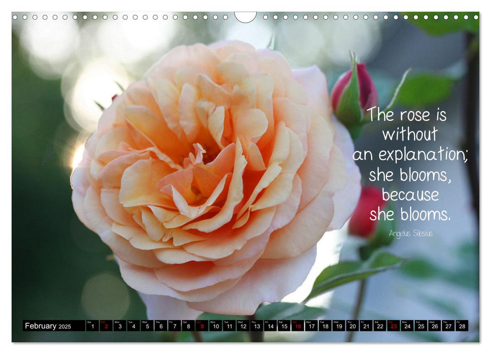 Rose Poetry Wisdoms and Sayings (CALVENDO Monthly Calendar 2025)