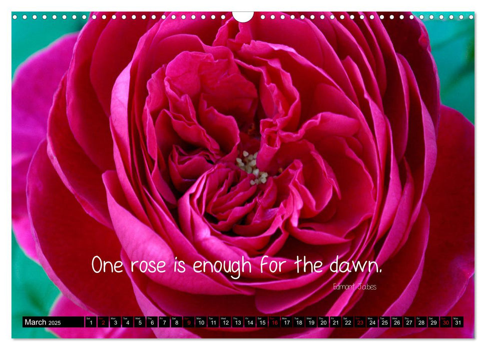 Rose Poetry Wisdoms and Sayings (CALVENDO Monthly Calendar 2025)