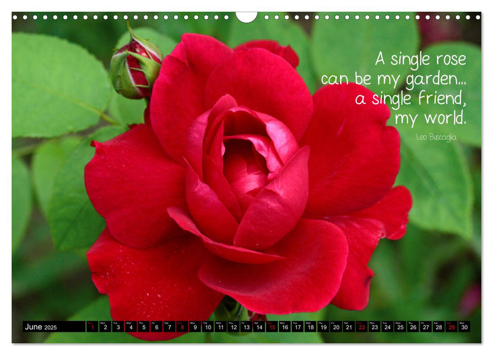 Rose Poetry Wisdoms and Sayings (CALVENDO Monthly Calendar 2025)