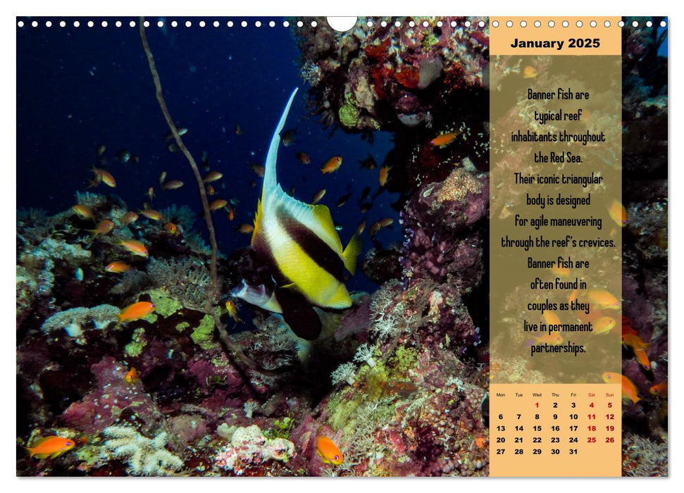 Diving into the Red Sea (CALVENDO Monthly Calendar 2025)