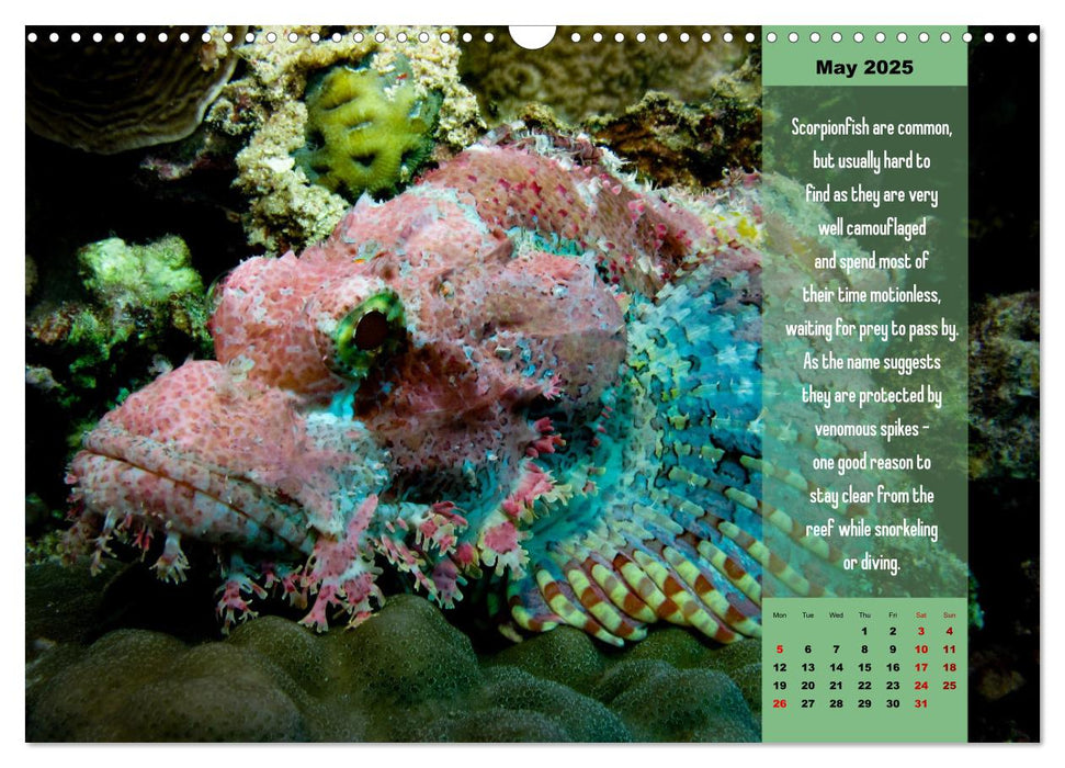 Diving into the Red Sea (CALVENDO Monthly Calendar 2025)