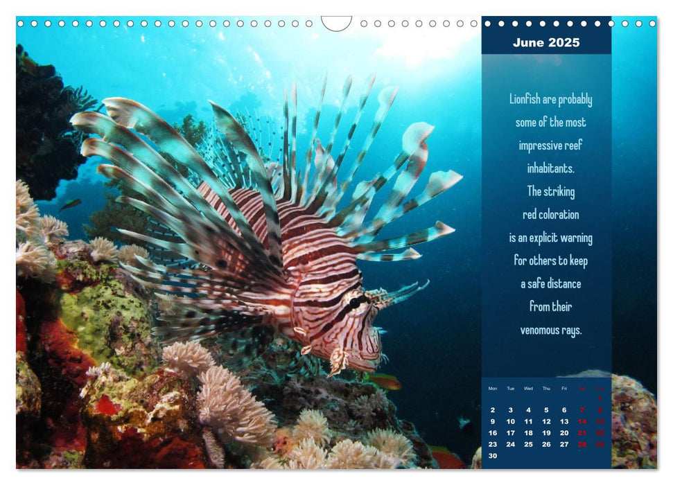 Diving into the Red Sea (CALVENDO Monthly Calendar 2025)