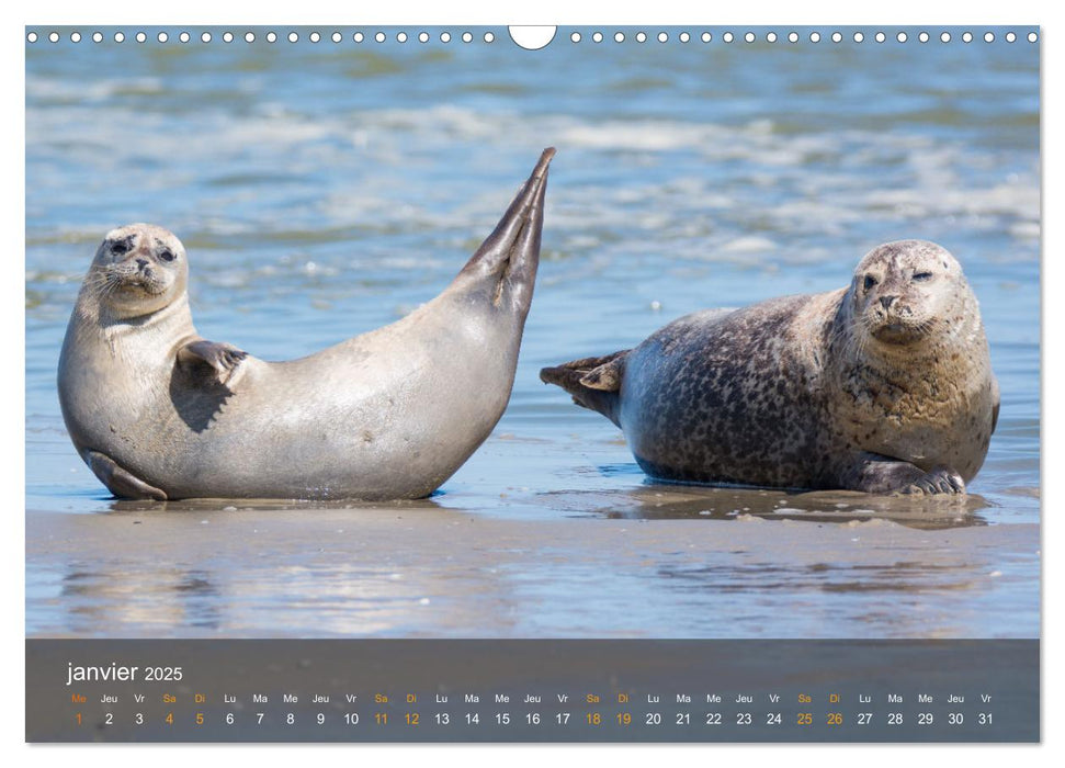 Cayeux-sur-mer en Baie de Somme (CALVENDO Calendrier mensuel 2025)