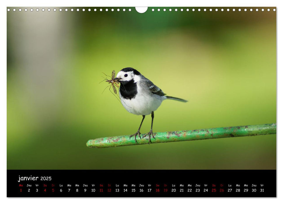 La nature près de chez vous (CALVENDO Calendrier mensuel 2025)