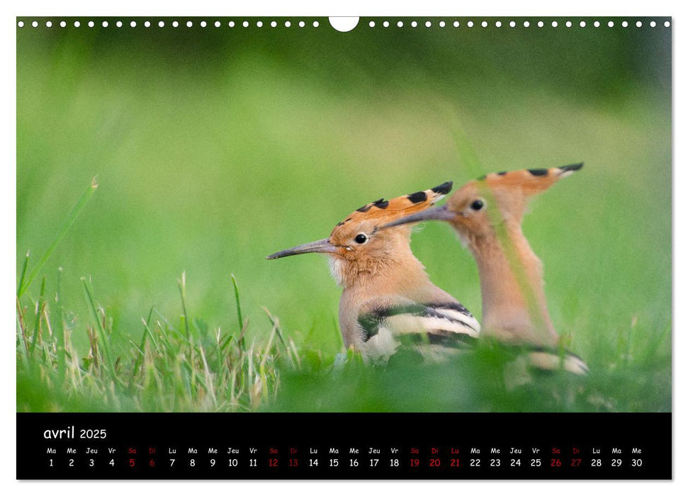 La nature près de chez vous (CALVENDO Calendrier mensuel 2025)