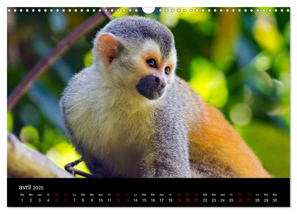 Costa Rica Paradis de la Biodiversité (CALVENDO Calendrier mensuel 2025)