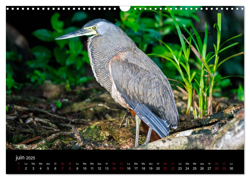 Costa Rica Paradis de la Biodiversité (CALVENDO Calendrier mensuel 2025)